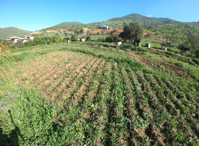 11. Huerto.png
